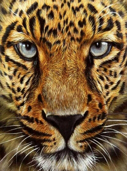 Leopard aus nächster Nähe